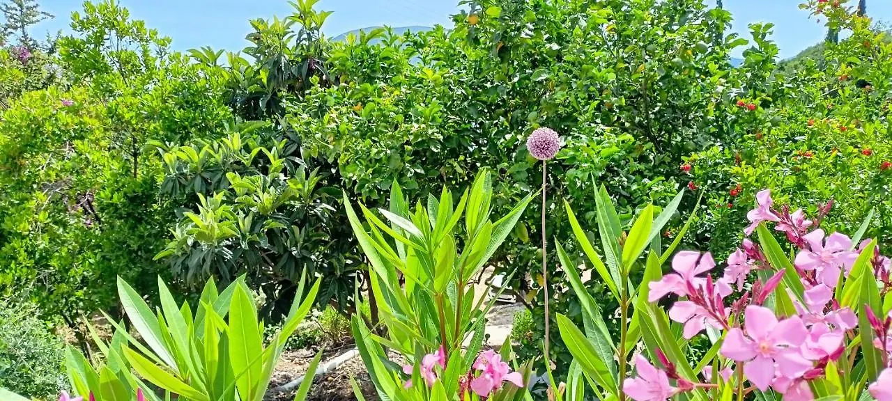 Kaminakia Apartments: Adults-Only Oasis with Sea Views and Forest Tranquility Fiskardo 0*,  Greece